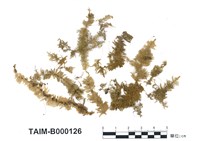 藏品(偏蒴苔)的圖片